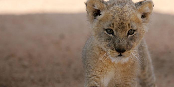 1920x1200 Lion Cubs Wallpapers