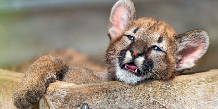 3840x2160 Wallpaper Cute lion cub 3840x2160 UHD 4K Picture, Image