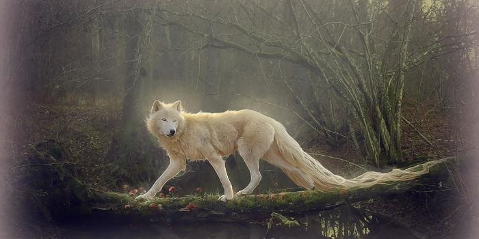 1920x1200 Lobo Wallpapers (60+ pictures)