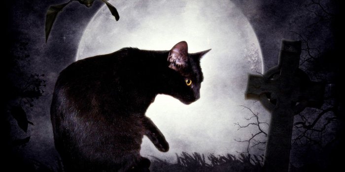 1920x1080 Black cat and the moon wallpapers and images - wallpapers