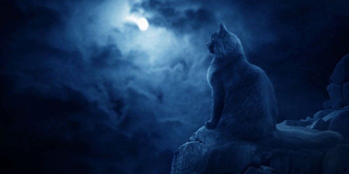 1024x910 Moon Cat-wallpaper by AngelGirl56.deviantart.com on @deviantART