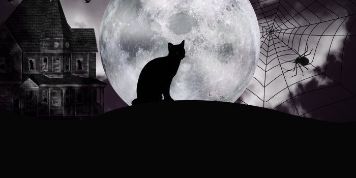 4000x3000 Black cat on the background of the big moon on Halloween