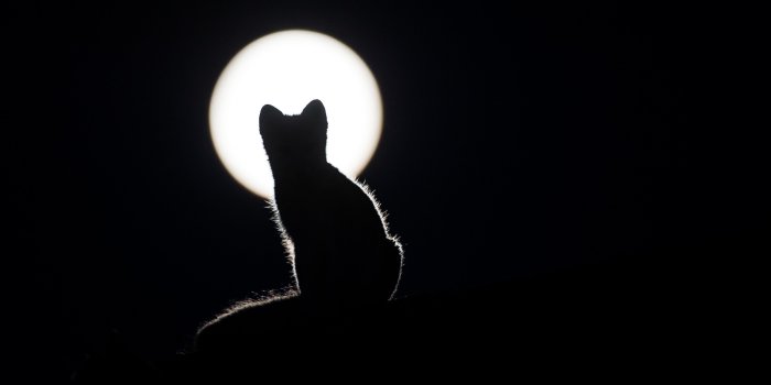3218x2142 Download wallpaper 3218x2142 cat, silhouette, kitten, moon hd