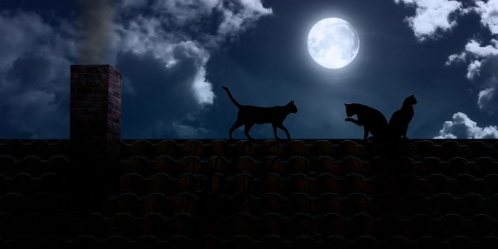1920x1080 23+] Cats On The Moon Wallpapers on WallpaperSafari
