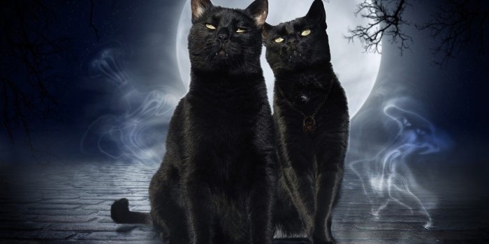 1332x850 Wallpaper cats, black, night, the moon, ghosts, art, cats