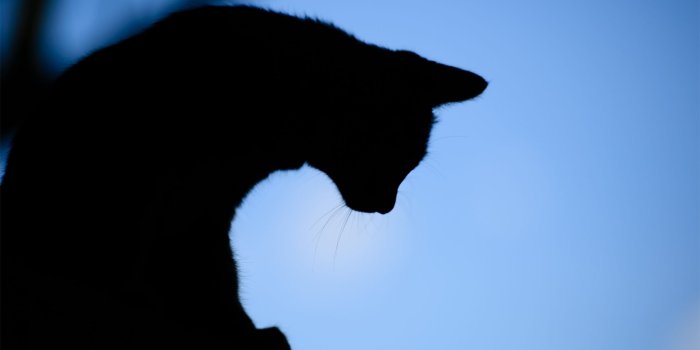 1920x1200 Black Cat Silhouette Wallpaper