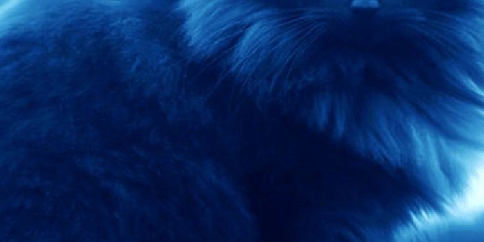 1125x2436 1125x2436 cat, black, moon Iphone XS,Iphone 10,Iphone X Wallpaper