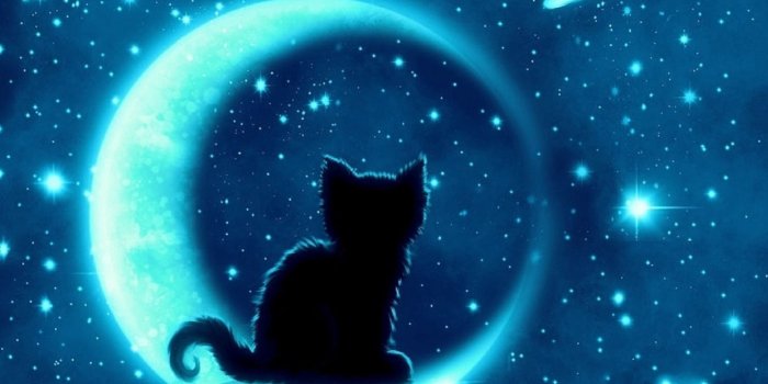 1440x900 Cat - Cats Wallpaper (38962525) - Fanpop