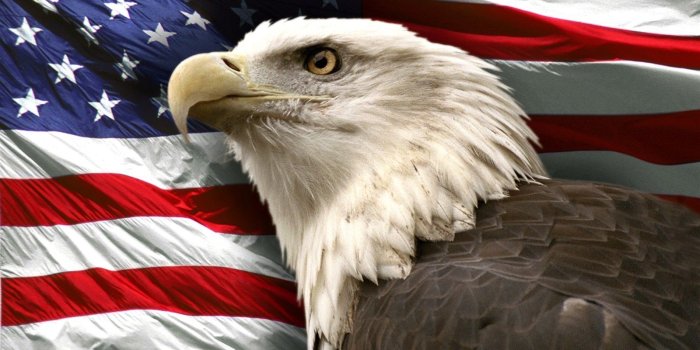 1600x1181 Patriotic Bald Eagle Wallpapers - Top Free Patriotic Bald Eagle