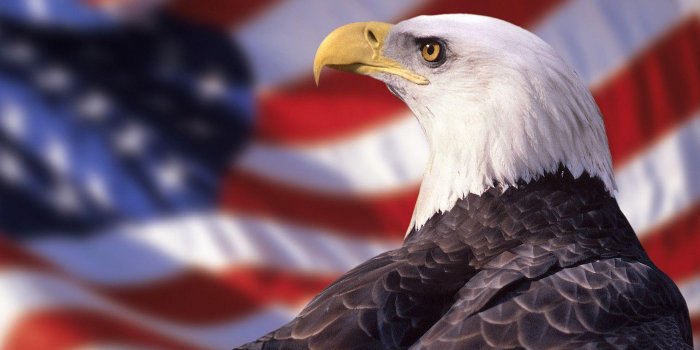 1920x1080 American Bald Eagle Wallpapers