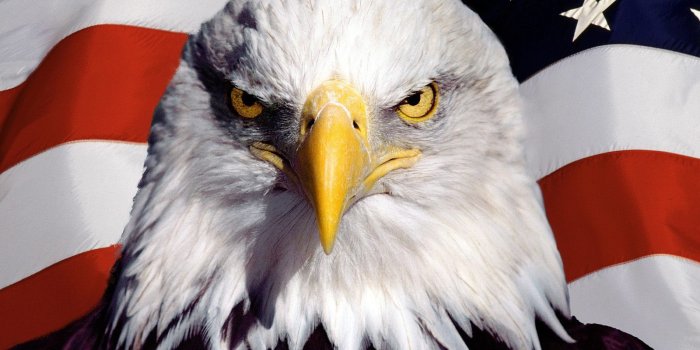 1600x1200 Patriotic Bald Eagle Wallpapers - Top Free Patriotic Bald Eagle