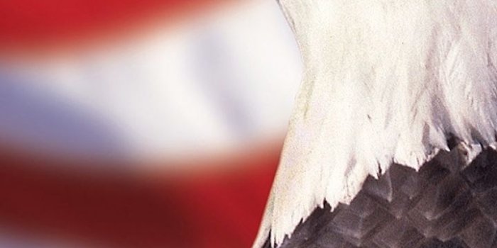 720x1280 Animal/Bald Eagle (720x1280) Wallpaper ID: 184806