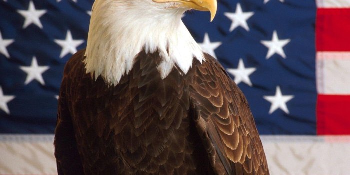 1600x1200 American Bald Eagle Wallpapers