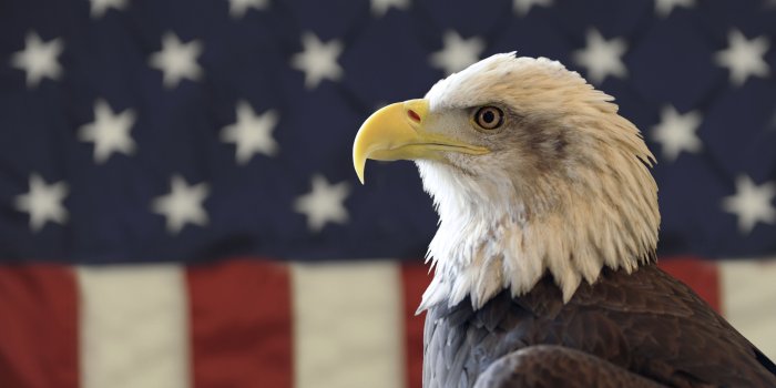 4256x2735 American flag with bald eagle pictures