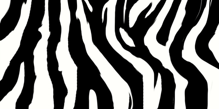 1920x1200 Zebra background ·① Download free stunning HD wallpapers for