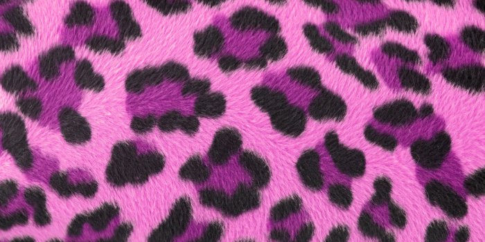 2585x1896 50+ Pink Zebra Wallpapers on WallpaperPlay