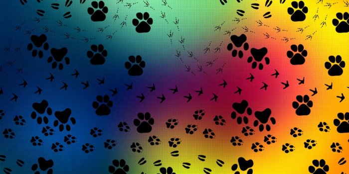 1920x1200 48+ Paw Print Wallpapers on WallpaperPlay