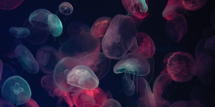 1000x1500 500+ Jellyfish Pictures [HD] | Download Free Images on Unsplash