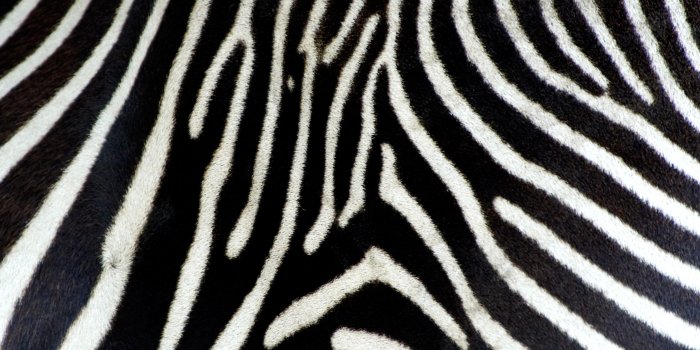 2561x1914 Zebra background ·① Download free stunning HD wallpapers for