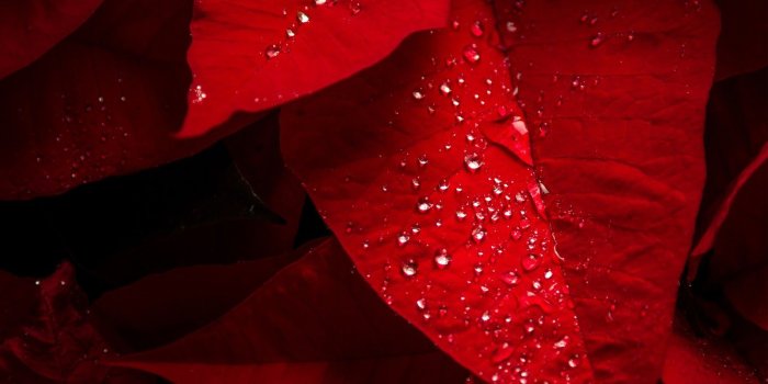 1600x1000 Wallpaper Android, 16k Wallpaper, Ultra Hd Wallpapers - Red Leaves