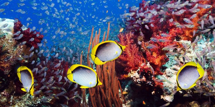 1920x1080 Wallpaper - Ultra Hd Underwater 4k - 1920x1080 Wallpaper