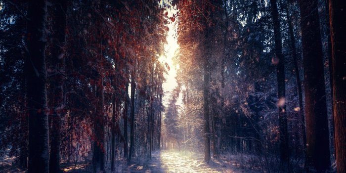 1920x1080 Forest in winter 4K Ultra HD wallpaper | 4k-Wallpaper.Net