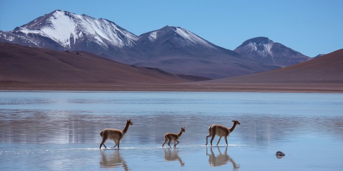 3840x2160 Lama, Laguna Blanca, Bolivia, Mountains, 4k, 8k, 16k, - Lama 4k