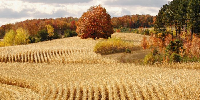 1920x1080 Harvest Wallpapers - Top Free Harvest Backgrounds - WallpaperAccess