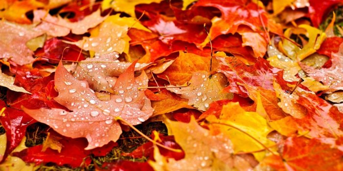 1920x1080 46+ Fall Harvest Wallpapers on WallpaperPlay