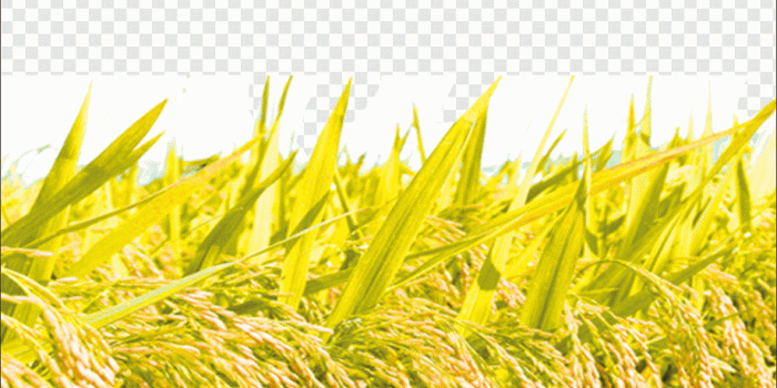 920x920 Green rice grain, Rice, Rice, harvest, computer Wallpaper, paddy