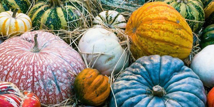 2048x2732 Colorful Pumpkins Wallpaper - iPhone, Android & Desktop Backgrounds