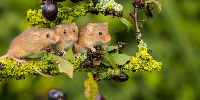 1332x850 Wallpaper background, branch, trio, mouse, Trinity, Harvest Mouse