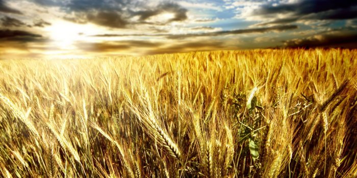 1920x1200 Harvest Wallpapers - Top Free Harvest Backgrounds - WallpaperAccess