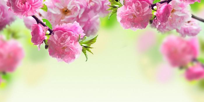 1920x1080 83+ Springtime Desktop Wallpapers on WallpaperPlay