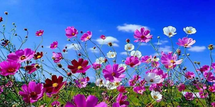 1920x1080 Spring Flowers Background Desktop ·① WallpaperTag