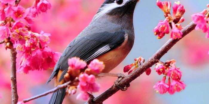 1600x1200 HD Spring Wallpapers For Desktop