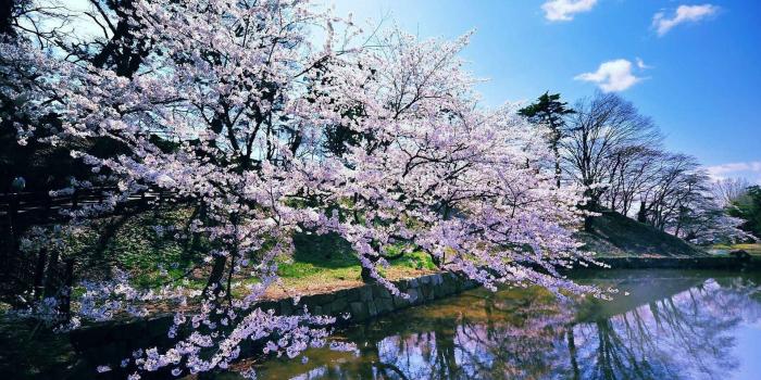 1920x1080 10 Top Free Early Spring Desktop Wallpaper FULL HD 1080p For PC