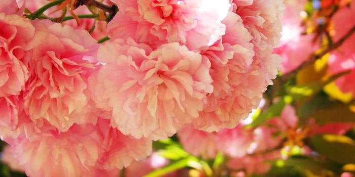 1680x1050 Spring Computer Wallpaper Desktop Background Hd - 1680x1050