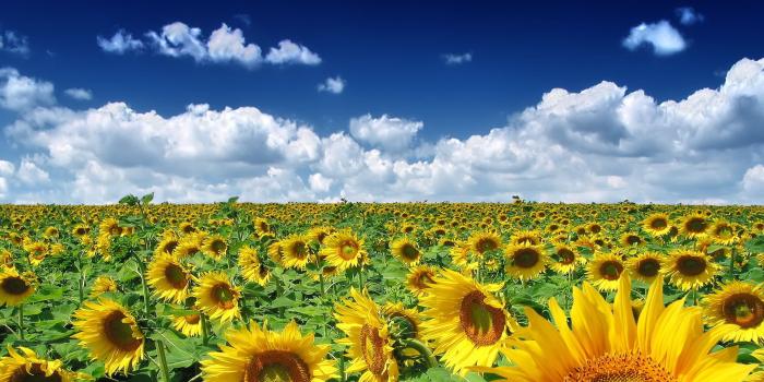 1920x1200 55+ Spring Desktop Wallpaper Screensaver