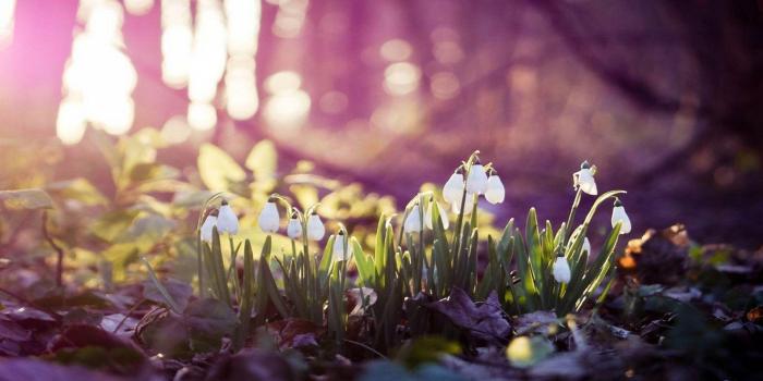1920x1080 Early Spring Desktop Backgrounds HD | 2020 Cute Wallpapers
