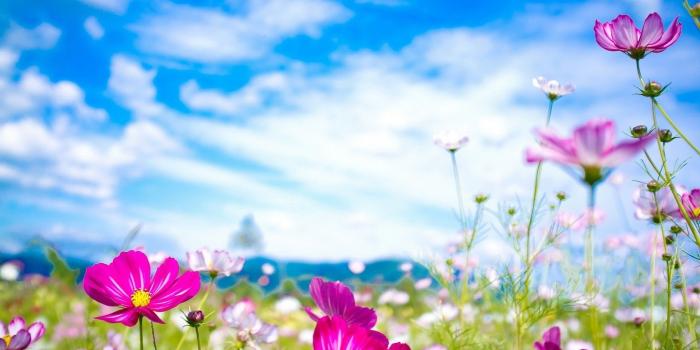 1920x1200 Spring Flowers Background Desktop (66+ pictures)