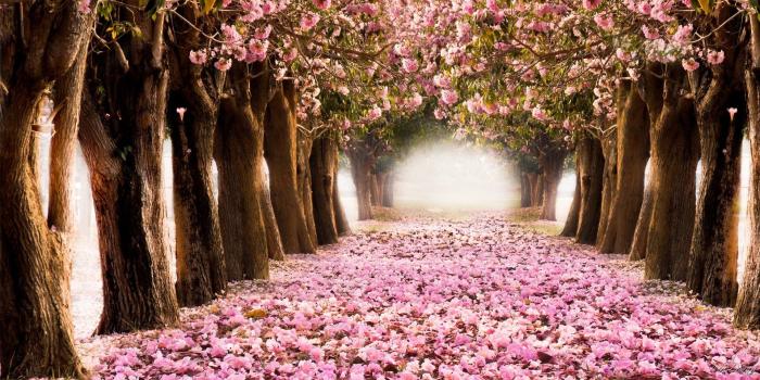 1920x1080 Spring Wallpaper Hd 1920x1080 posted by Michelle Cunningham