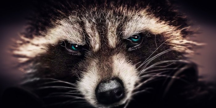 1920x1080 69+ Raccoon Wallpapers on WallpaperPlay