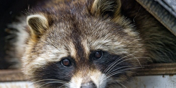 2048x1536 Animal Raccoon Face Cute HD Wallpaper Background Image - Wallpaper