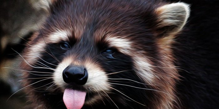 1332x850 Wallpaper language, face, raccoon images for desktop, section
