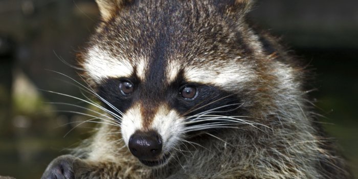 3415x3415 Download wallpaper 3415x3415 raccoon, face, food, view ipad pro