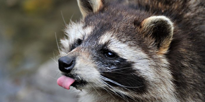 1920x1080 Magnificent Raccoon Wallpaper | Cute raccoon, Raccoon funny