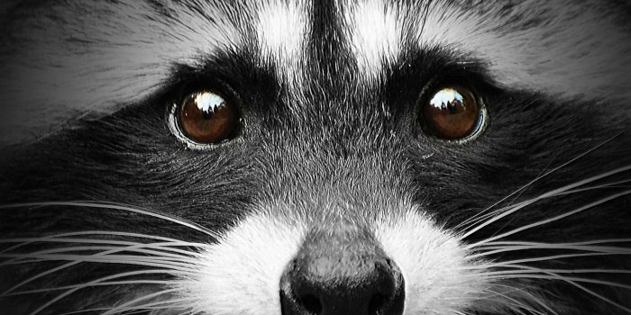 1332x850 Wallpaper face, portrait, raccoon images for desktop, section