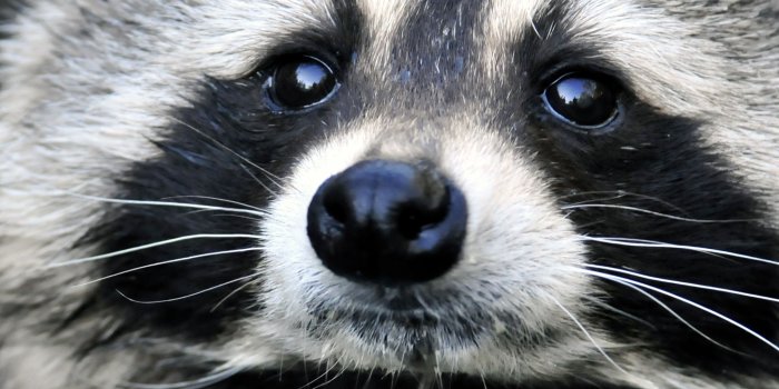2048x2732 Free download Wallpaper raccoon face eyes wallpapers animals