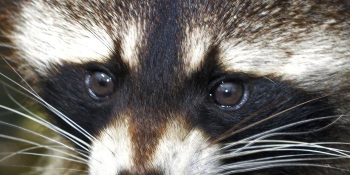 1080x1920 Raccoon, face, food 1080x1920 iPhone 8/7/6/6S Plus wallpaper